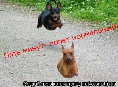 Пять минут- полет нормальный!... Котоматрица: Пять минут- полет нормальный!