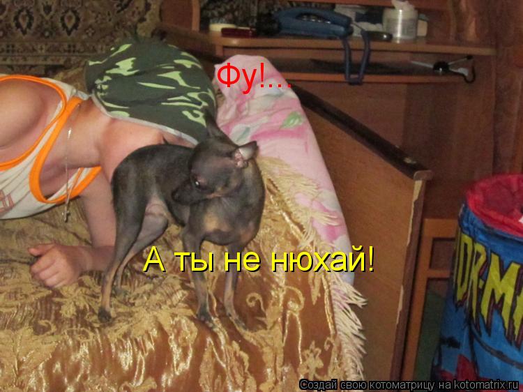 Фу!... А ты не нюхай!... Котоматрица: Фу!... А ты не нюхай!