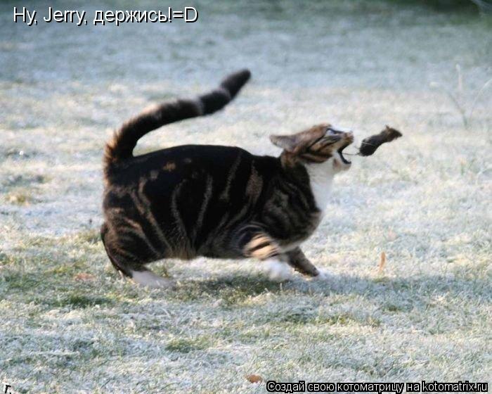 Ну, Jerry, держись!=D... Котоматрица: Ну, Jerry, держись!=D