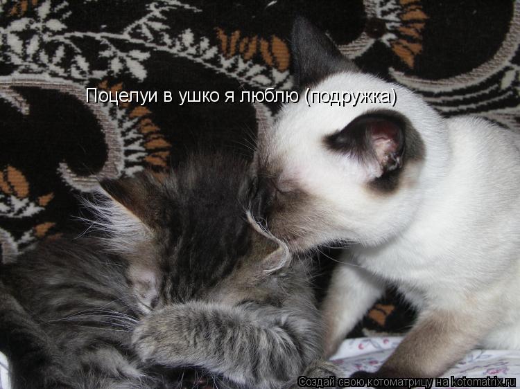 Поцелуи в ушко я люблю (подружка)... Котоматрица: Поцелуи в ушко я люблю (подружка)