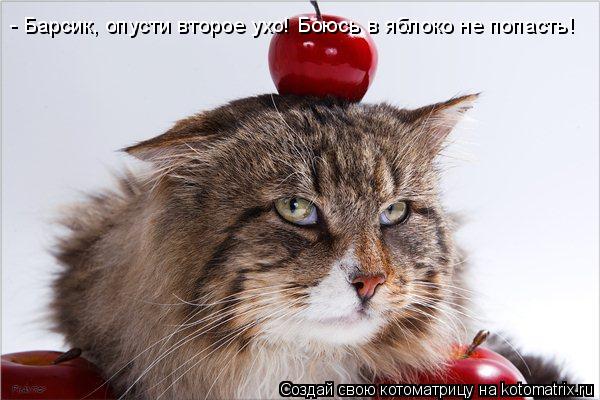 - Барсик, опусти второе ухо! Боюсь в яблоко не попасть!... Котоматрица: - Барсик, опусти второе ухо! Боюсь в яблоко не попасть!