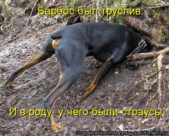 Барбос был труслив. И в роду у него были страусы.... Котоматрица: Барбос был труслив. И в роду у него были страусы.