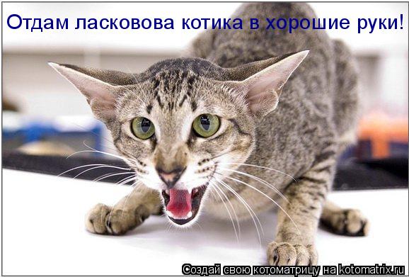 Котоматрица: Отдам ласковова котика в хорошие руки!
