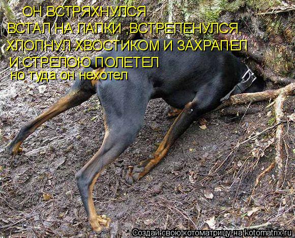 ОН ВСТРЯХНУЛСЯ ВСТАЛ НА ЛАПКИ ,ВСТРЕПЕНУЛСЯ, ХЛОПНУЛ ХВОСТИКОМ И ЗАХРАПЕЛ И СТРЕЛОЮ ПОЛЕТЕЛ но туда ... Котоматрица: ОН ВСТРЯХНУЛСЯ ВСТАЛ НА ЛАПКИ ,ВСТРЕПЕНУЛСЯ, ХЛОПНУЛ ХВОСТИКОМ И ЗАХРАПЕЛ И СТРЕЛОЮ ПОЛЕТЕЛ но туда он нехотел
