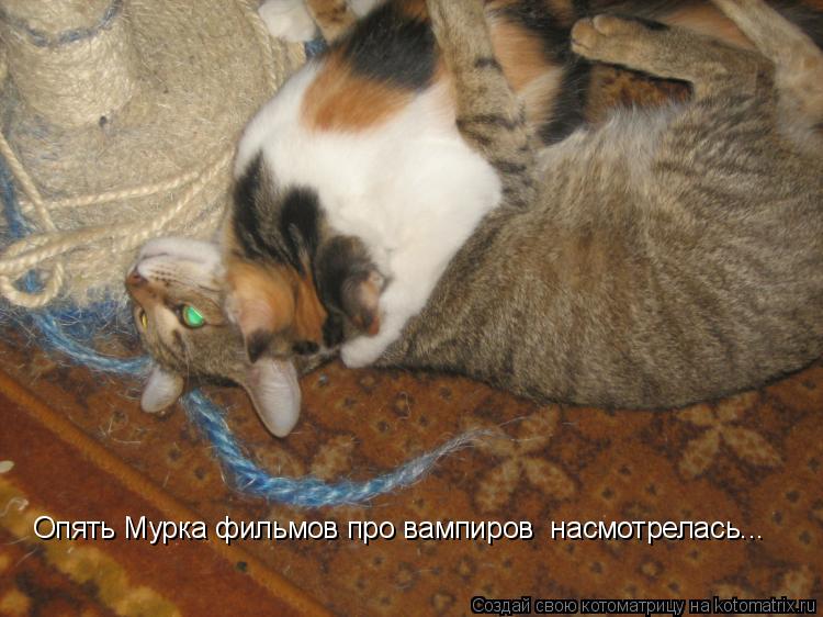 Опять Мурка фильмов про вампиров насмотрелась...... Котоматрица: Опять Мурка фильмов про вампиров насмотрелась...