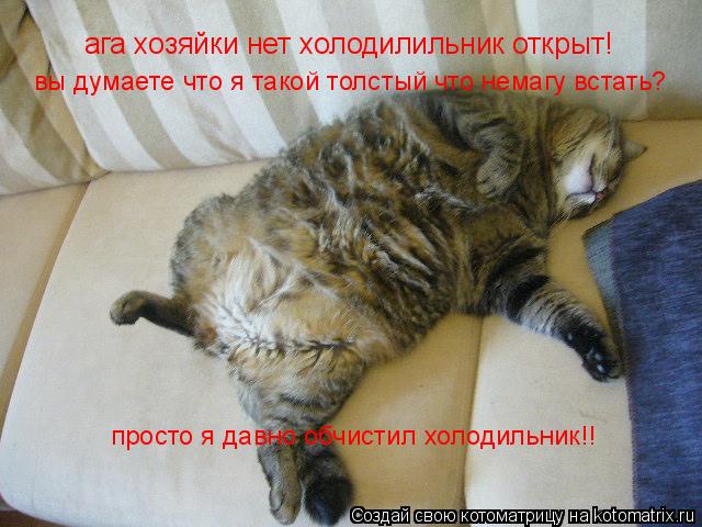 ага хозяйки нет холодилильник открыт! вы думаете что я такой толстый что немагу встать? просто я давн... Котоматрица: ага хозяйки нет холодилильник открыт! вы думаете что я такой толстый что немагу встать? просто я давно обчистил холодильник!!