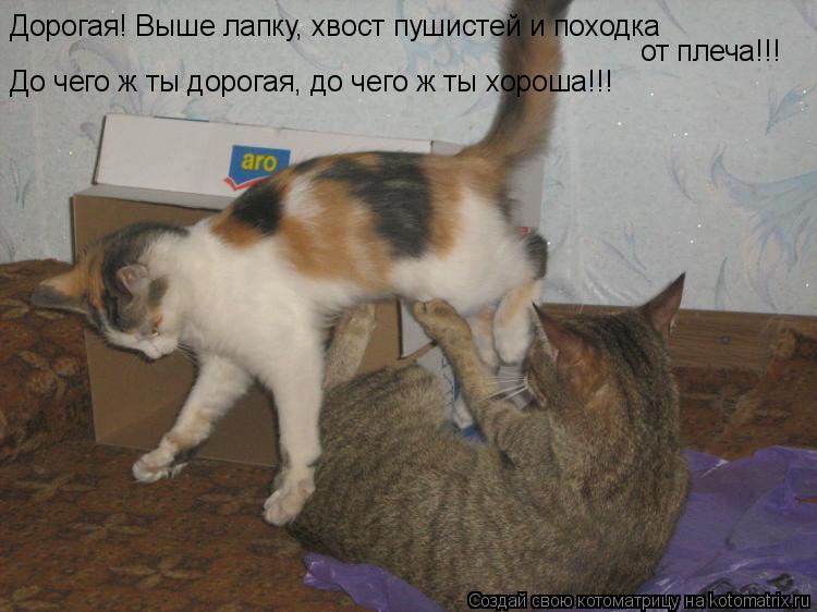 Дорогая! Выше лапку, хвост пушистей и походка от плеча!!! До чего ж ты дорогая, до чего ж ты хороша!!... Котоматрица: Дорогая! Выше лапку, хвост пушистей и походка от плеча!!! До чего ж ты дорогая, до чего ж ты хороша!!!