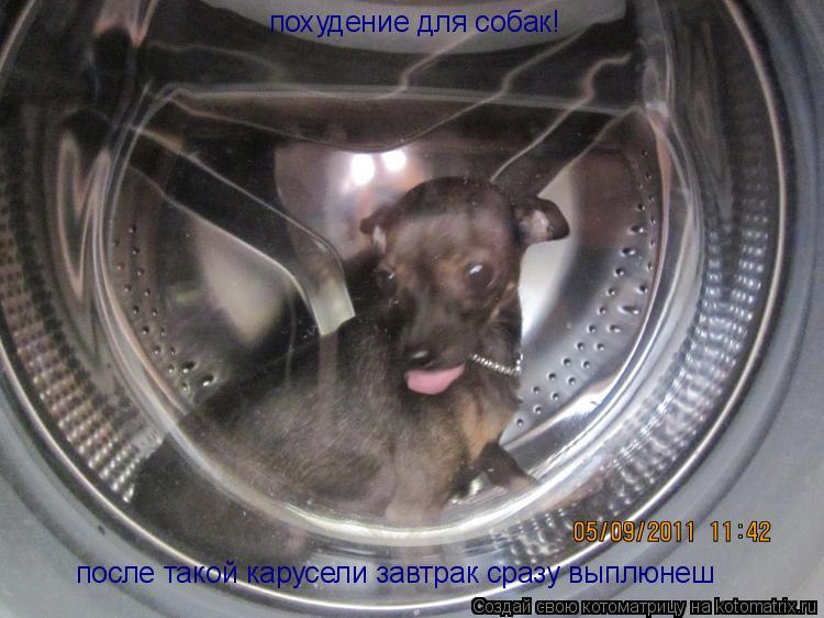 похудение для собак! после такой карусели завтрак сразу выплюнеш... Котоматрица: похудение для собак! после такой карусели завтрак сразу выплюнеш