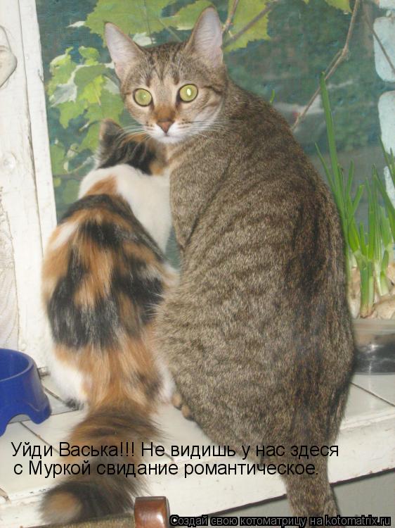 Уйди Васька!!! Не видишь у нас здеся с Муркой свидание романтическое.... Котоматрица: Уйди Васька!!! Не видишь у нас здеся с Муркой свидание романтическое.