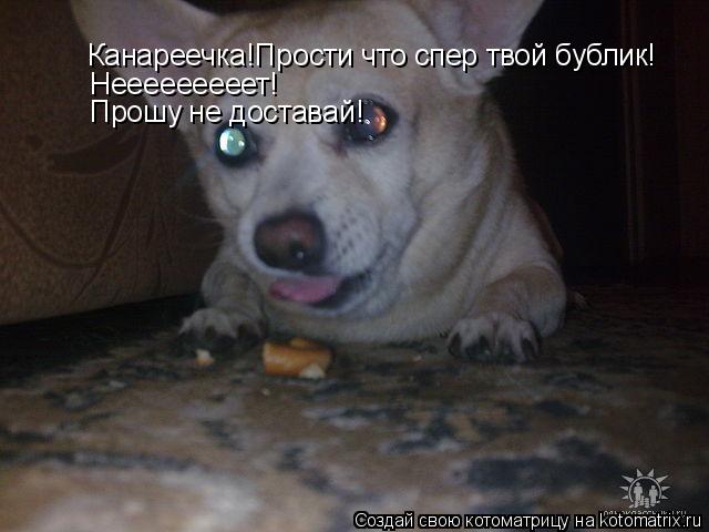 Канареечка!Прости что спер твой бублик! Нееееееееет! Прошу не доставай!... Котоматрица: Канареечка!Прости что спер твой бублик! Нееееееееет! Прошу не доставай!