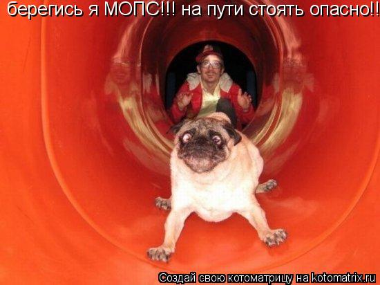 берегись я МОПС!!! на пути стоять опасно!!!... Котоматрица: берегись я МОПС!!! на пути стоять опасно!!!