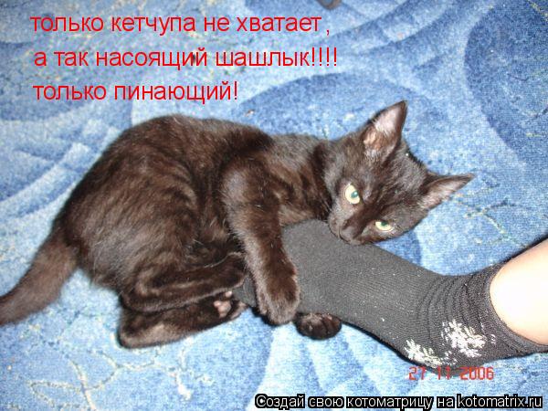 только кетчупа не хватает , а так насоящий шашлык!!!! только пинающий!... Котоматрица: только кетчупа не хватает , а так насоящий шашлык!!!! только пинающий!