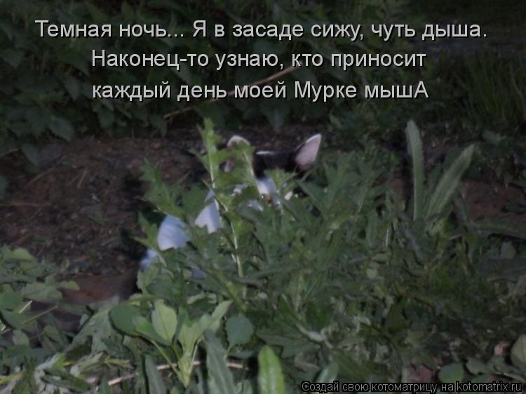 Темная ночь... Я в засаде сижу, чуть дыша. Наконец-то узнаю, кто приносит каждый день моей Мурке мышА... Котоматрица: Темная ночь... Я в засаде сижу, чуть дыша. Наконец-то узнаю, кто приносит каждый день моей Мурке мышА