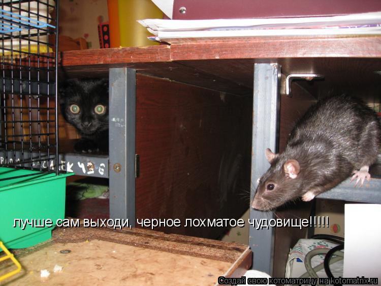 Котоматрица: лучше сам выходи, черное лохматое чудовище!!!!!