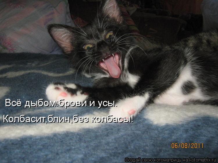 Котоматрица: Всё дыбом:брови и усы. Колбасит,блин,без колбасы!