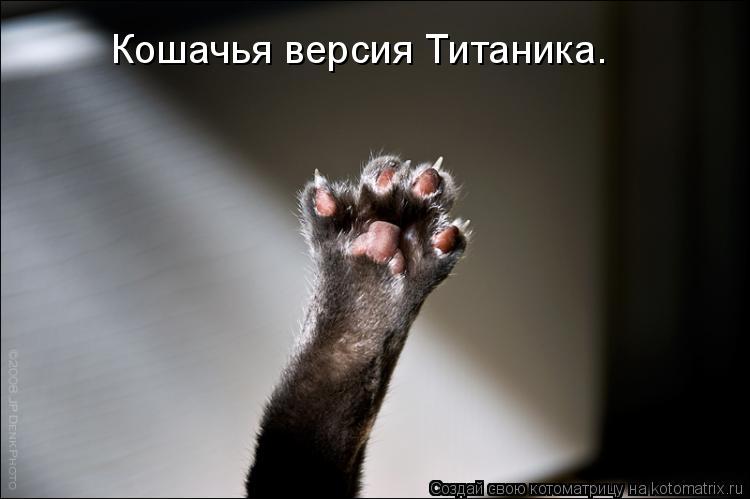 Котоматрица: Кошачья версия Титаника.