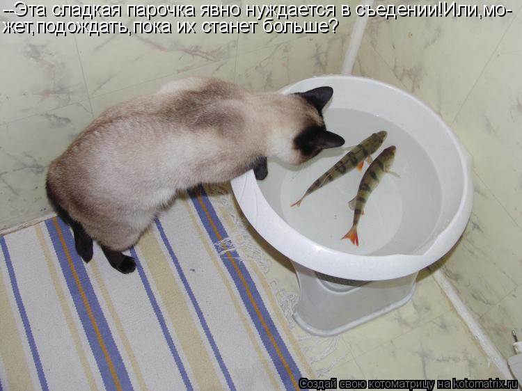 Котоматрица: --Эта сладкая парочка явно нуждается в съедении!Или,мо- жет,подождать,пока их станет больше?