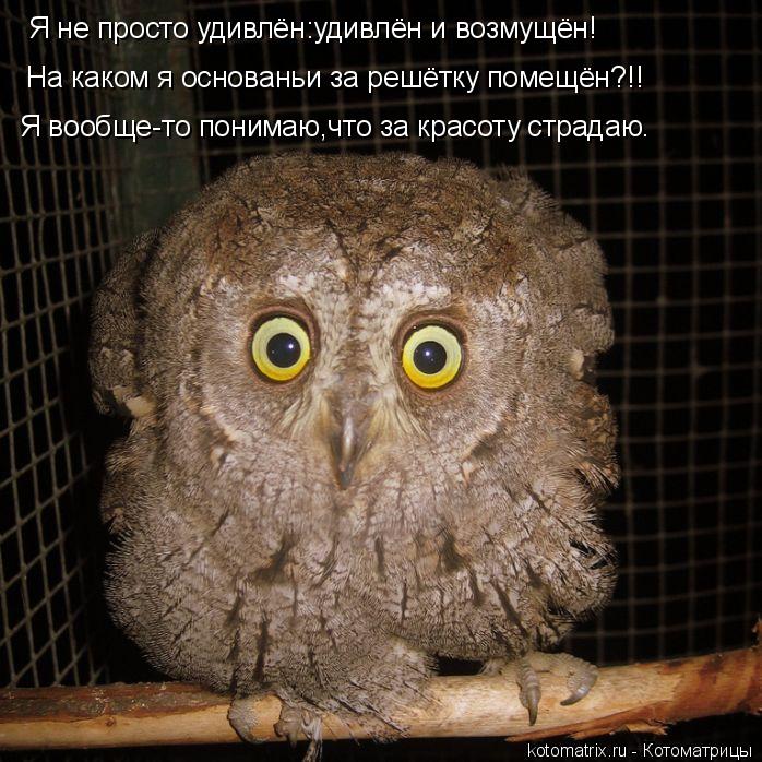 Котоматрица: Я не просто удивлён:удивлён и возмущён! На каком я основаньи за решётку помещён?!! Я вообще-то понимаю,что за красоту страдаю.