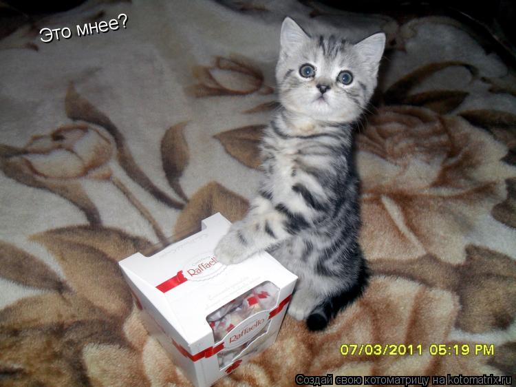 Котоматрица: Это мнее?
