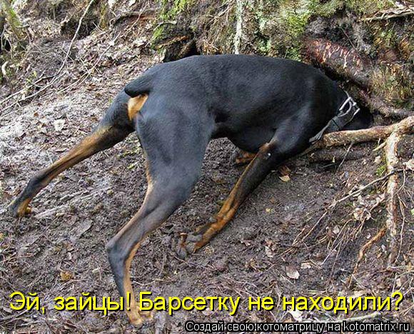 Котоматрица: Эй, зайцы! Барсетку не находили?