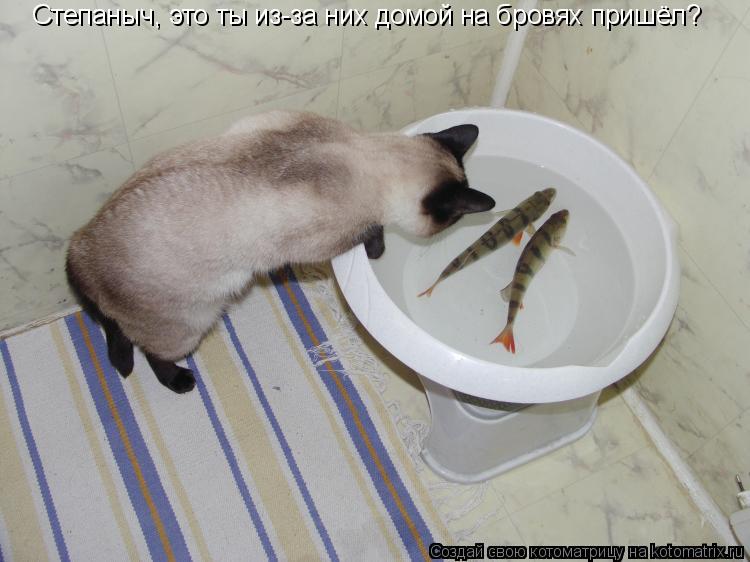 Степаныч, это ты из-за них домой на бровях пришёл?... Котоматрица: Степаныч, это ты из-за них домой на бровях пришёл?