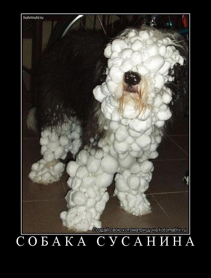 Котоматрица: СОБАКА СУСАНИНА 