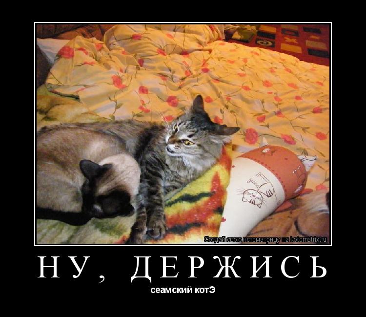 Котоматрица: Ну, держись сеамский котЭ