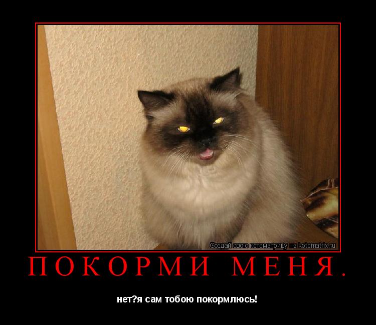 Покорми меня. нет?я сам тобою покормлюсь!... Котоматрица: Покорми меня. нет?я сам тобою покормлюсь!