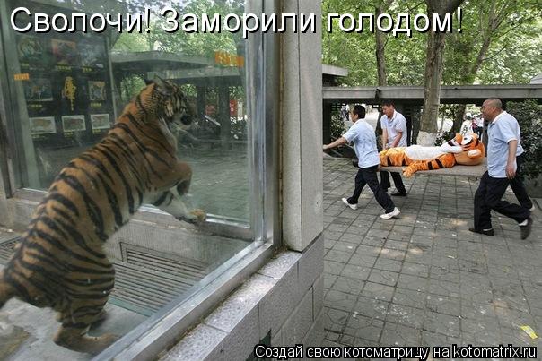 Сволочи! Заморили голодом!... Котоматрица: Сволочи! Заморили голодом!