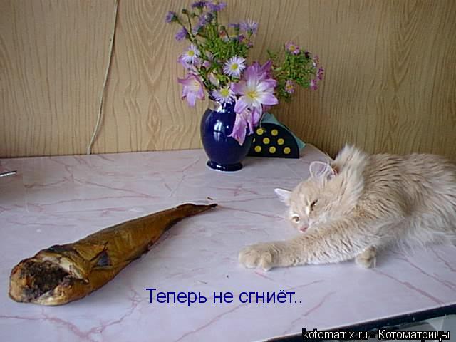 Теперь не сгниёт..... Котоматрица: Теперь не сгниёт..