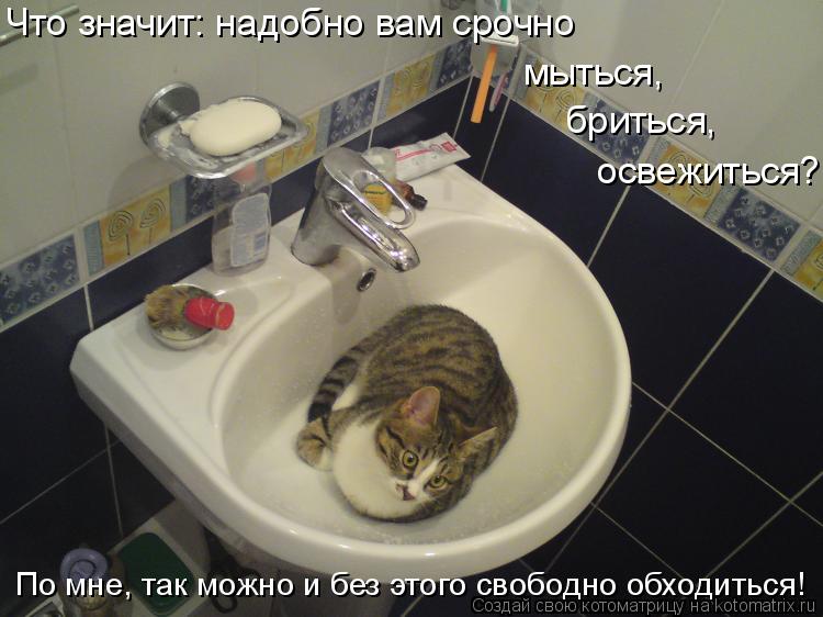 По мне, так можно и без этого свободно обходиться! Что значит: надобно вам срочно освежиться? бриться... Котоматрица: По мне, так можно и без этого свободно обходиться! Что значит: надобно вам срочно освежиться? бриться, мыться,