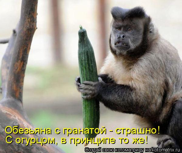 Обезьяна с гранатой - страшно! С огурцом, в принципе то же!... Котоматрица: Обезьяна с гранатой - страшно! С огурцом, в принципе то же!