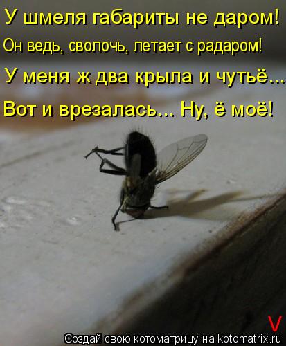 У шмеля габариты не даром! Он ведь, сволочь, летает с радаром! У меня ж два крыла и чутьё... Вот и вр... Котоматрица: У шмеля габариты не даром! Он ведь, сволочь, летает с радаром! У меня ж два крыла и чутьё... Вот и врезалась... Ну, ё моё! V