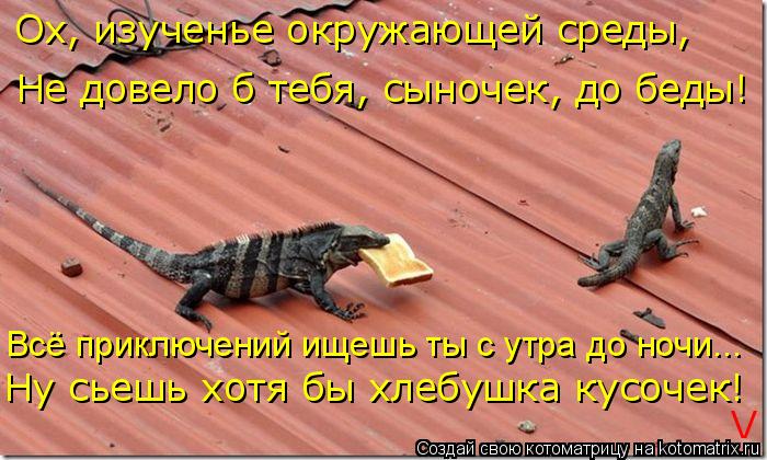 Ох, изученье окружающей среды, Не довело б тебя, сыночек, до беды! Всё приключений ищешь ты с утра до... Котоматрица: Ох, изученье окружающей среды, Не довело б тебя, сыночек, до беды! Всё приключений ищешь ты с утра до ночи... Ну сьешь хотя бы хлебушка кусочек!
