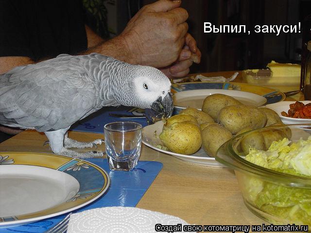 Выпил, закуси!... Котоматрица: Выпил, закуси!