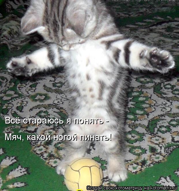 Котоматрица: Всё стараюсь я понять -  Мяч, какой ногой пинать!