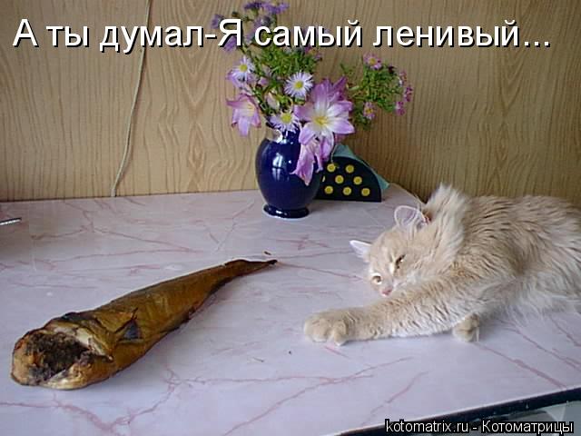 А ты думал-Я самый ленивый...... Котоматрица: А ты думал-Я самый ленивый...