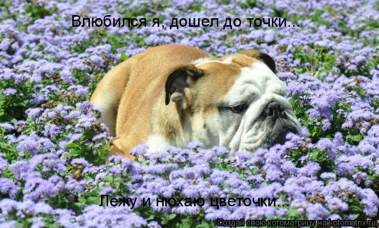 Котоматрица: Влюбился я, дошел до точки...  Лежу и нюхаю цветочки...