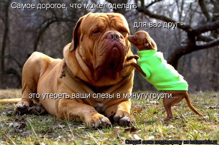 Котоматрица: Самое дорогое, что может сделать  для вас друг -  это утереть ваши слезы в минуту грусти...