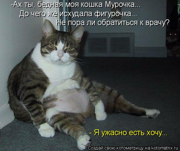 Котоматрица: -Ах ты, бедная моя кошка Мурочка... До чего же исхудала фигурочка... Не пора ли обратиться к врачу? - Я ужасно есть хочу...