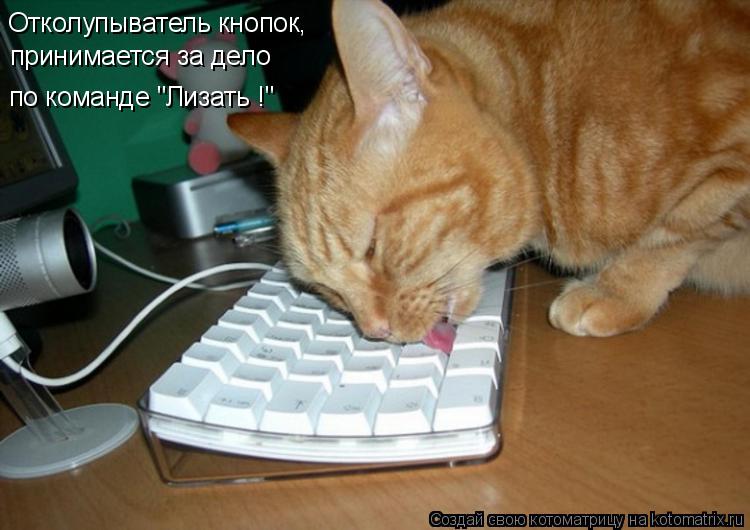 Котоматрица: Отколупыватель кнопок,  принимается за дело по команде "Лизать !"