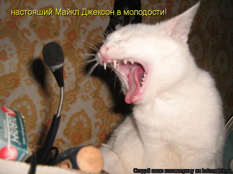 Котоматрица: настояший Майкл Джексон в молодости!