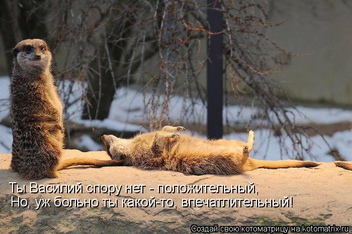 Котоматрица: Ты Василий спору нет - положительный, Но, уж больно ты какой-то, впечатлительный!
