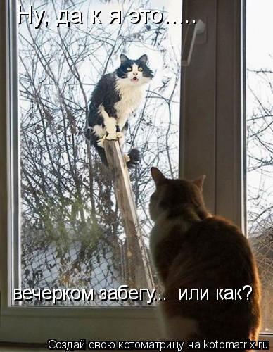 Ну, да к я это..... вечерком забегу... или как? вечерком забегу... или как?... Котоматрица: Ну, да к я это..... вечерком забегу... или как? вечерком забегу... или как?