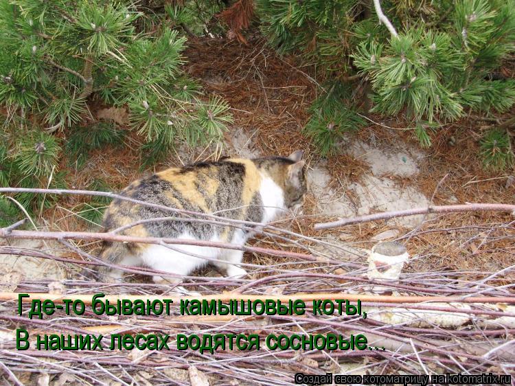 Котоматрица: Где-то бывают камышовые коты, В наших лесах водятся сосновые...