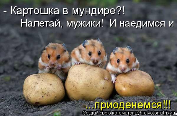 - Картошка в мундире?! Налетай, мужики! И наедимся и ...приоденемся!!!... Котоматрица: - Картошка в мундире?! Налетай, мужики! И наедимся и ...приоденемся!!!