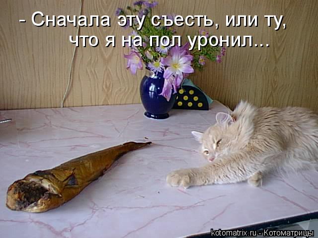 - Сначала эту съесть, или ту, что я на пол уронил...... Котоматрица: - Сначала эту съесть, или ту, что я на пол уронил...