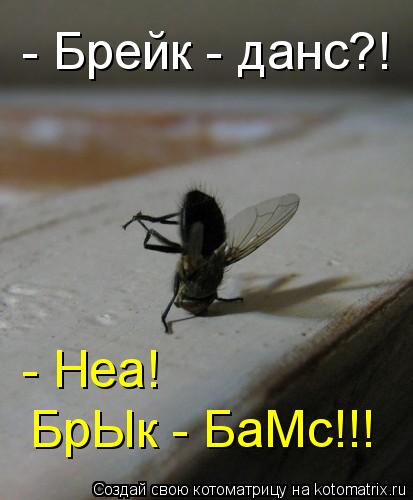 - Брейк - данс?! - Неа! БрЫк - БаМс!!!... Котоматрица: - Брейк - данс?! - Неа! БрЫк - БаМс!!!