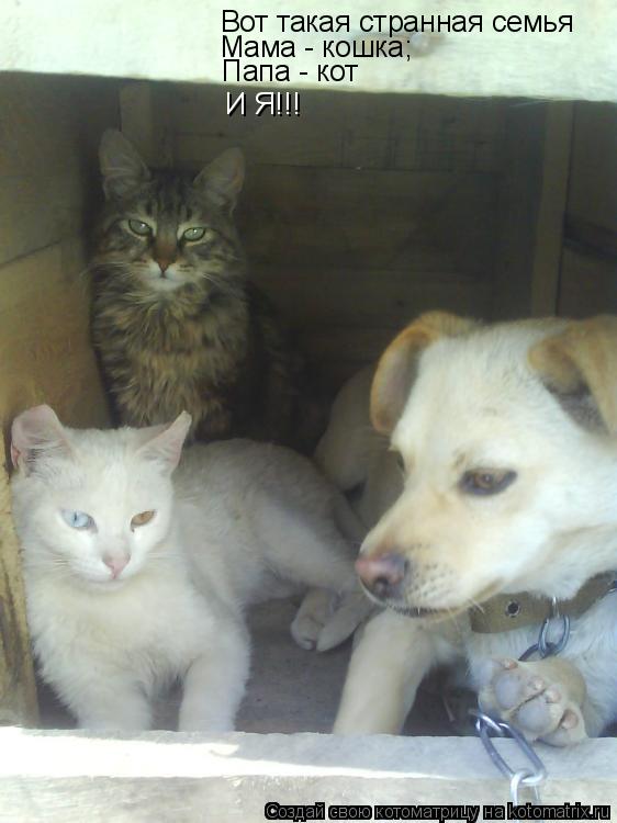 Вот такая странная семья Мама - кошка; Папа - кот И Я!!!... Котоматрица: Вот такая странная семья Мама - кошка; Папа - кот И Я!!!