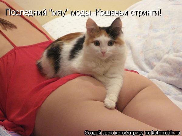 Последний "мяу" моды. Кошачьи стринги!... Котоматрица: Последний "мяу" моды. Кошачьи стринги!